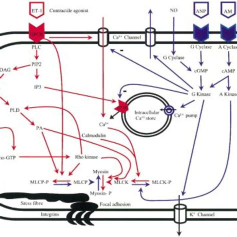 Schematic Representation Of Intracellular Contractile And Relaxation