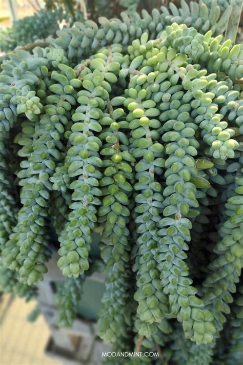 Burros Tail Plant Care And Propagation Donkey Tail Succulent