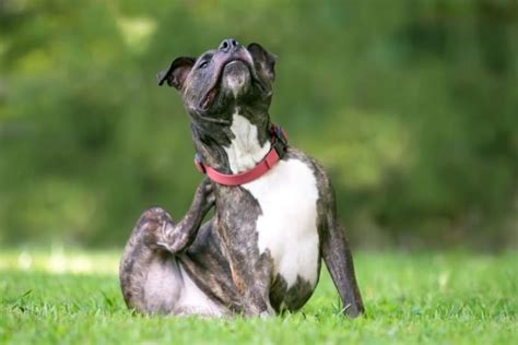 Dandruff in Dogs: Causes & Treatment | Echo Park Vets