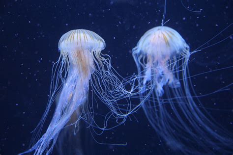 Jellyfish What Is It Characteristics Curiosities