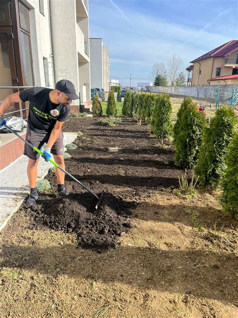 Amenajare Gradina Cu Gazon Rulou Pavaj Si Plante Ornamentale Iasi Olx Ro