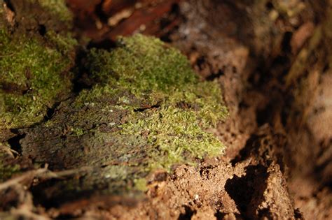 Free Images Tree Nature Wood Leaf Flower Trunk Old Moss