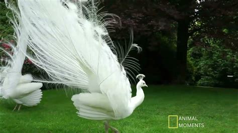 White Peacock Opening Feathers The Most Beautiful White Peacock Youtube