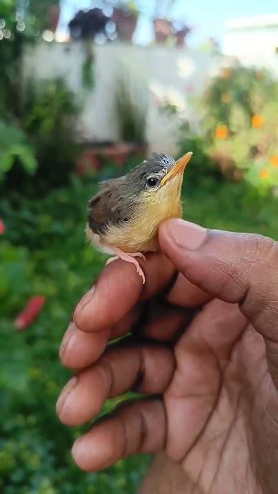 Meri Son Chiraiya Badi Ho Gayi Birds Babybird Baby Garden Shorts