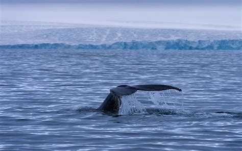 Wildlife of Svalbard. Svalbard (Spitsbergen) Archipelago, Norway | Mike ...