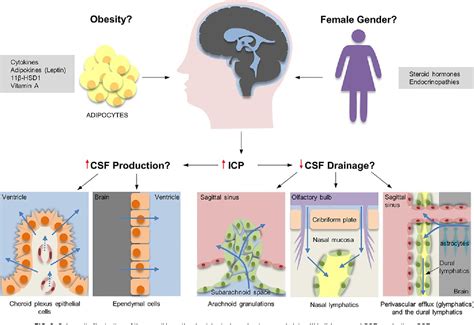 Figure From Understanding The Complex Pathophysiology Of Idiopathic