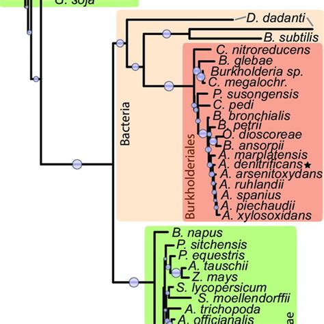 Phylogeny Of Vexl Pectate Lyases The Figure Depicts A Phylogram Of