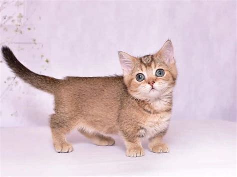 Munchkin Kitten For Sale Near Me Charlotte 10 Weeks Old