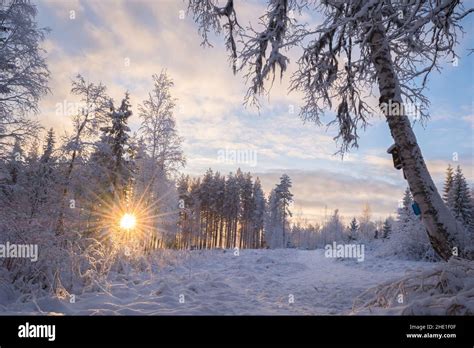 Path In A Winter Landscape With Forest With Snow Tree And Sun Beams