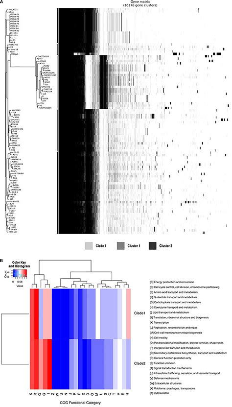 Frontiers Molecular Epidemiology And Antimicrobial