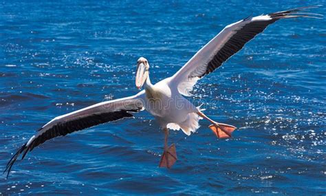 Bird, Seabird, Beak, Albatross Picture. Image: 112045937