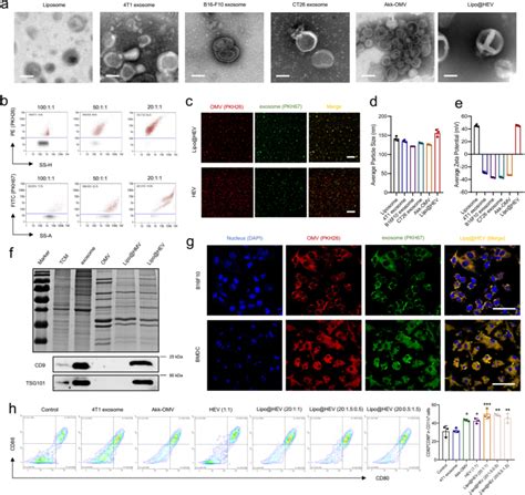 Cell Lines B16 F10 B16 Murine Melanoma Cells ATCC Bioz