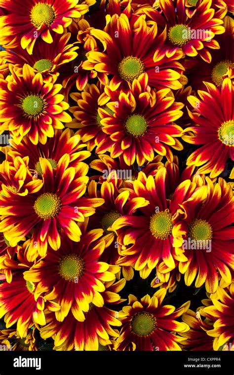 Red yellow daisies Stock Photo - Alamy