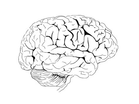 Human Brain 13 - Coloring Pages