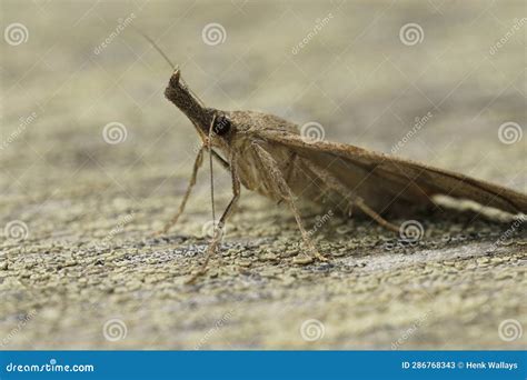 Closeup On The Brown Snout Moth Hypena Proboscidalis Sitting On Wood