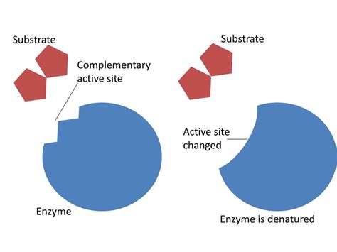 Denatured Enzyme