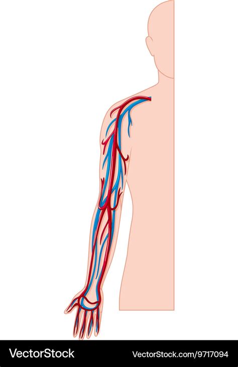 Blood Vessels In Human Arm Royalty Free Vector Image