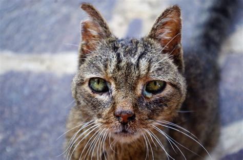 Conjuntivitis En Perros Y Gatos Mundo Veterinaria