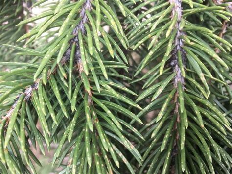 How To Identify And Control Spruce Spider Mites In Your Calgary Garden