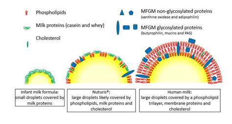 A Focus On The Impact Of Early Life Nutrition Danone Nutricia Research