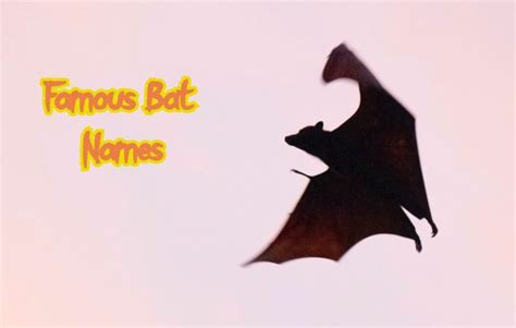 80+ Famous Bat Names – With Funny, Cute, & Cool Bat Names