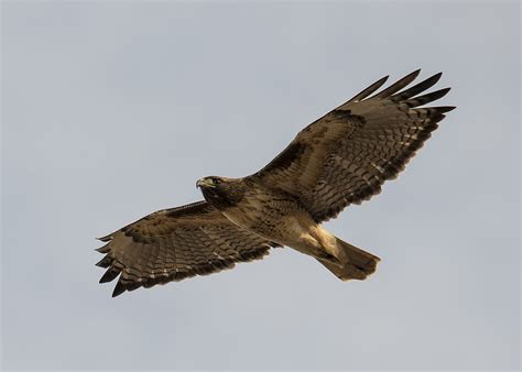 Soaring Photograph By Loree Johnson Pixels