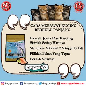 CARA MERAWAT KUCING BERBULU PANJANG Raja Petshop