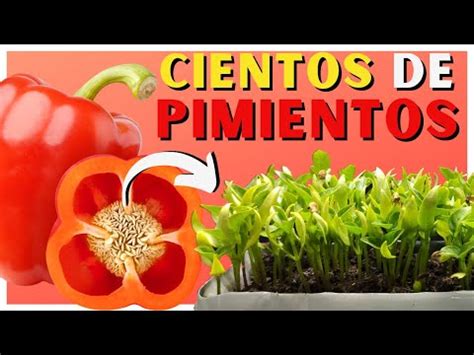 Guía definitiva Cómo plantar pimientos en maceta paso a paso