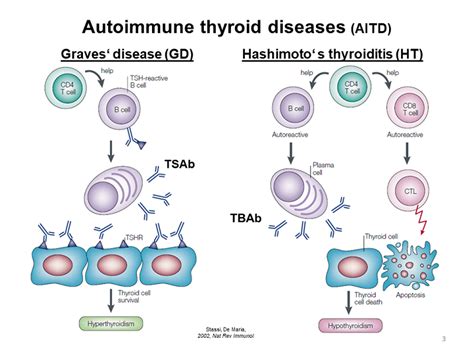 Autoimmune Thyroid Diseases Aitd Blocking Tsh R Ab Methodology