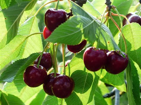 Bing Cherry for Sale - Buying & Growing Guide - Trees.com