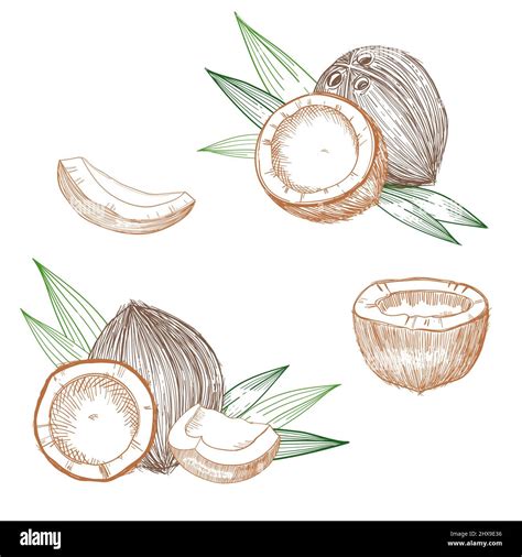 Coconut Drawing