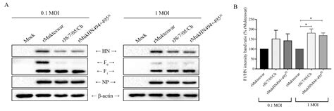 Viruses Free Full Text Biological Significance Of Dual Mutations