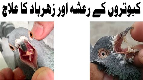 Kabootar K Zeharbad Ka Elaj Pigeon Zeharbad And Throat Disease