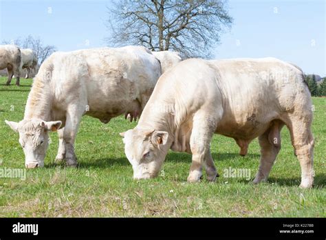 Young White Charolais Beef Bull Grazing With A Herd Of Cows In Spring