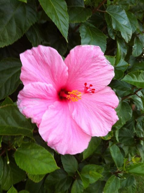 Beautiful Hibiscus Belas Flores Flores De Hibisco Hibisco