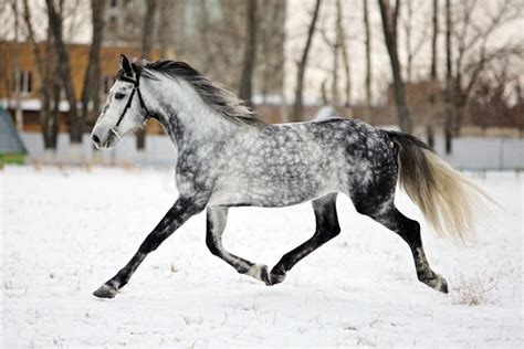 Dapple-grey Arabian Horse on Snow Field Stock Photo - Image of color, livestock: 82174048