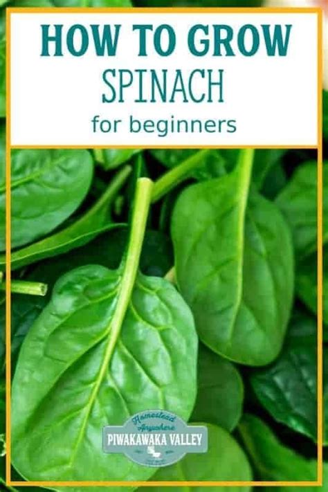 A Beginner S Guide For Growing Spinach In Your Garden Growing Spinach