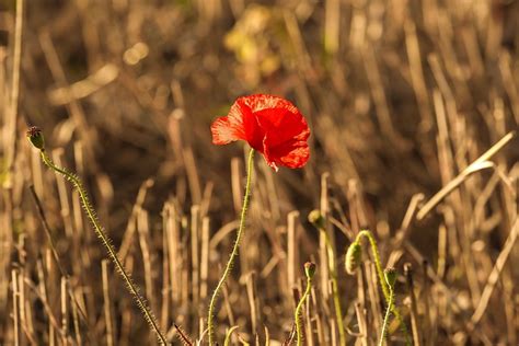 Wilde Papaver Oogst Gratis Foto Op Pixabay Pixabay