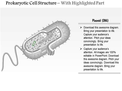 Prokaryotic Cell Structure Ppt