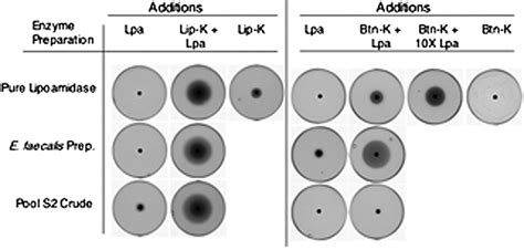 Lpa Cleaves Lip Ka Me And Biotinyl Lysine In The Left Series Of