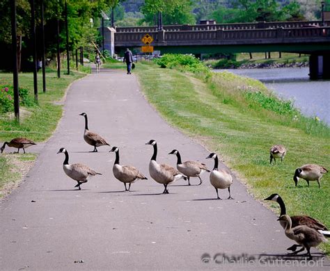 Cayuga Waterfront Trail June 2015 Charlie Guttendorf Flickr