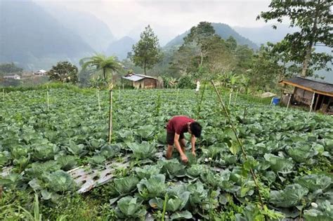 Urban Farming Oleh Petani Milenial Karanganyar Jadi Yang Tertinggi Di