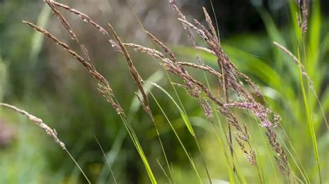 Les graminées nouvelles stars des jardins six conseils pour les