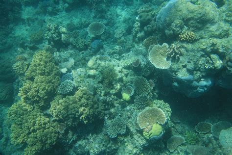 Cairns Daintree Rainforest Great Barrier Reef Richard Till Flickr