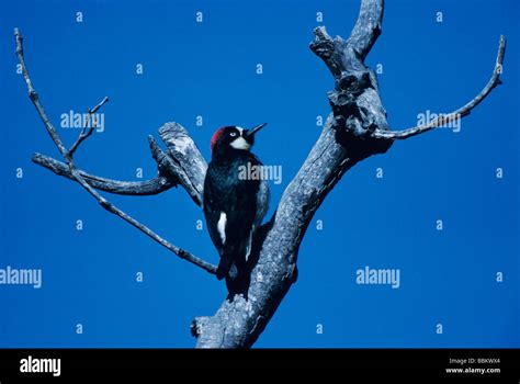 Acorn Woodpecker Melanerpes Formicivorus Male Madera Canyon Tucson