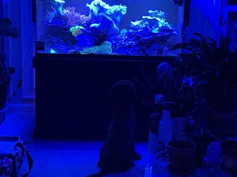 How To Choose Reef Tanks And Stands Reef Builders The Reef And