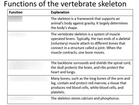 Functions of Vertebrate Skeleton Diagram | Quizlet