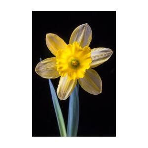 Yellow Daffodil Photograph By Garry Gay Fine Art America