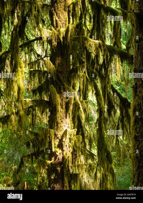 Trees And Moss Ho Rainforest Olympic National Park Washington Usa