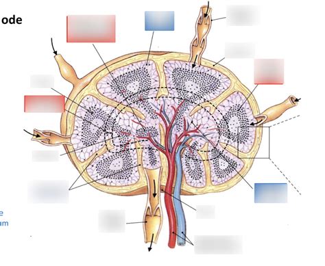 Lymph Node Diagram Diagram Quizlet